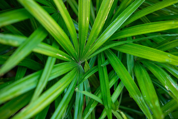 Fototapeta premium Tropical leaves, natural green background