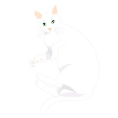 Obraz premium 白猫