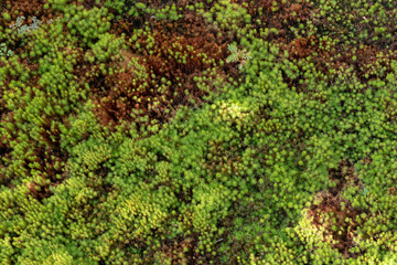 Green moss on the stone