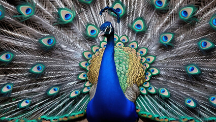 Obraz premium proud blue peacock with beautiful feather tail. beautiful peacock emerald blue sapphire created with generative ai