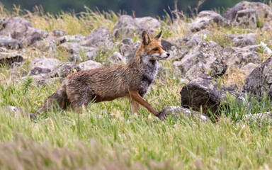 Obraz premium Red fox (Vulpes vulpes) portrait photography