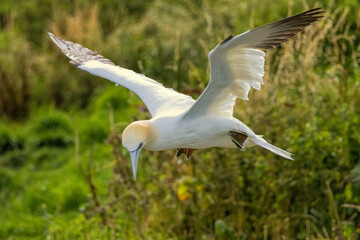 Obraz premium Northern Gannet on breeding rocks of Bempton cliffs, UK