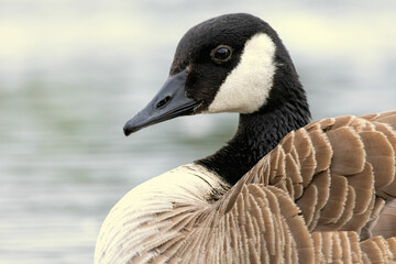 Obraz premium Canada Goose (Branta canadensis) close up