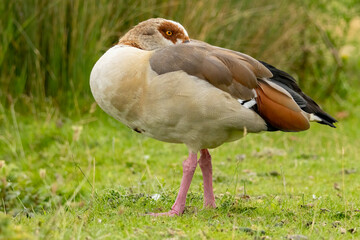 Obraz premium Egyptian Goose (Alopochen aegyptiaca) close up