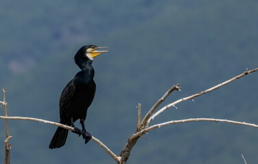Great Cormorant (Phalacrocorax carbo) in natural habitat