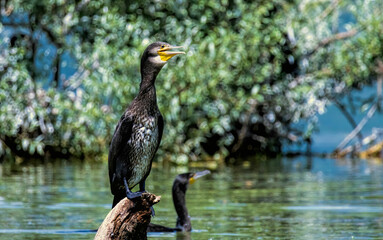 Great Cormorant (Phalacrocorax carbo) in natural habitat