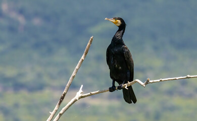 Great Cormorant (Phalacrocorax carbo) in natural habitat
