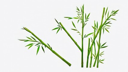 Obraz premium bamboo isolated on white background