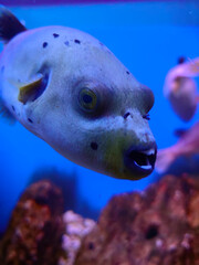 fish in the sea