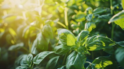 Obraz premium Basil in the Sunlight: Lush, vibrant basil plants thrive under the warm glow of sunlight, their leaves glistening with dew. A close-up shot that captures the essence of freshness and natural growth.