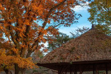 紅葉に包まれた日本家屋