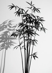 Black Bamboo Plant with Long, Narrow Leaves and Shadow on a White Wall, Generate AI.