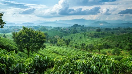 Fototapeta premium Serene Hills, Verdant Landscape: A majestic panorama of rolling hills and lush green tea plantations bathed in the soft glow of a sun-kissed sky.