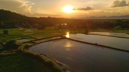 Fototapeta premium Golden Hour Rice Paddies: A breathtaking aerial view captures the golden light of sunset illuminating picturesque rice paddies, creating a serene landscape of tranquility and natural beauty. 