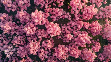 Aerial View of Pink Blossoms: A breathtaking drone shot captures a dense field of vibrant pink cherry blossoms in full bloom, creating a mesmerizing tapestry of color and texture.
