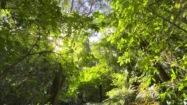 Hiking in a forest in Auckland where silver fern trees are rustling in the gentle breeze. Summer day.