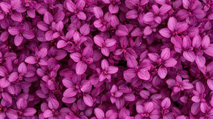Fototapeta premium Vibrant flowering action close-up of purple blooms botanical garden nature photography serene environment macro viewpoint beauty and growth