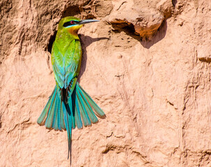 Portrait of Blue-tailed bee-eater (philippinus merops) beautiful green bird with blue tail perching on branch, exotic nature