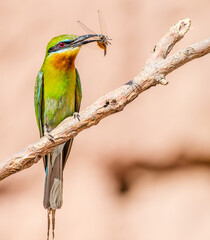 Blue-tailed bee-eater (philippinus merops) beautiful green bird with blue tail perching on branch with dragon fly prey to feed its chick, exotic nature