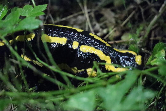 Feuersalamander 