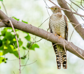 The bird is Common cuckoo Cuculus canorus, sitting on a tree branch