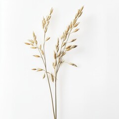 Fototapeta premium Dried oat stems with seeds on white background for natural or botanical themes.