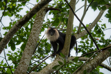Fototapeta premium Graceful Guardian of the Rainforest: Endangered Lion-Tailed Macaque on a Branch