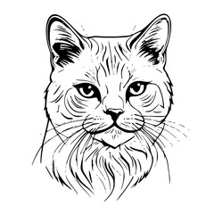 cat with a eyes