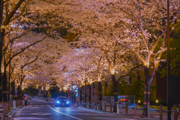 桜と高層ビルの調和 © kanzilyou
