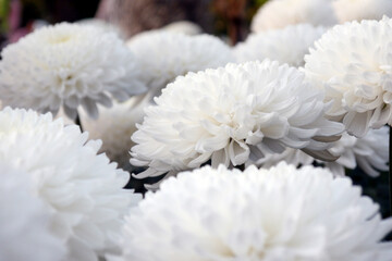 White chrysanthemum, autumn flowers. Chrysanthemum also known as florist's daisy and hardy garden...