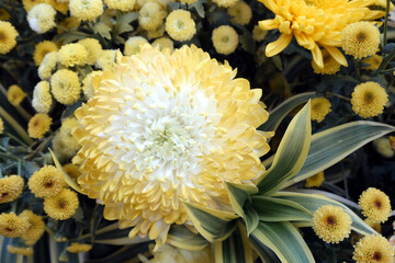 Yellow chrysanthemums, autumn flowers. Chrysanthemum also known as florist's daisy and hardy garden mum, or in China juhua is a species of perennial plant from family Asteraceae.