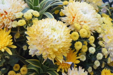Yellow chrysanthemums, autumn flowers. Chrysanthemum also known as florist's daisy and hardy garden mum, or in China juhua is a species of perennial plant from family Asteraceae.