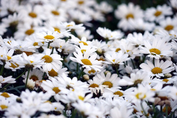 Blooming white daisy flower. Beautiful garden flower. Flower background.