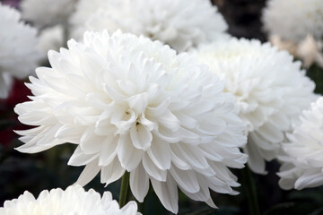 White chrysanthemum, autumn flowers. Chrysanthemum also known as florist's daisy and hardy garden...