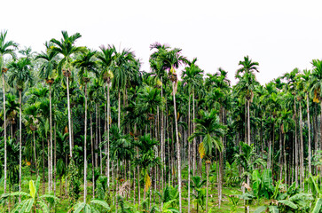 Rural landscape in India