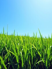 Obraz premium Vibrant and lush green grass meadow under the clear blue sky, texture