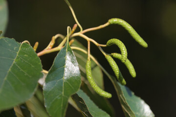 枝先についたハンノキの雄花穂 © FUJIOKA Yasunari