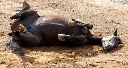 The horse is lying on the ground