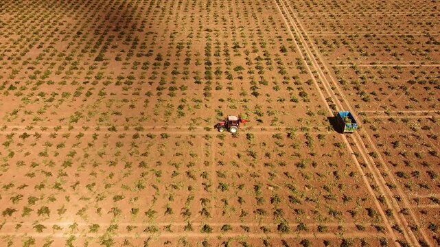 TRACTOR DESCARGANDO UVA EN REMOLQUE