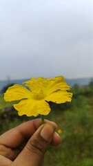 Obraz premium yellow flower 