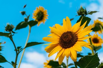 sunflower against blue sky
