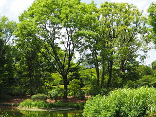 北の丸公園の樹木