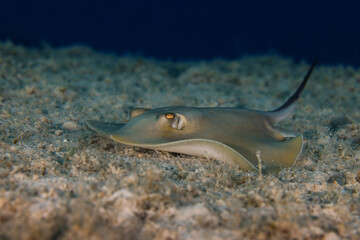 Sting ray from Cyprus, Mediterranean Sea