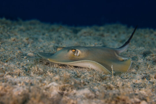 Sting ray from Cyprus, Mediterranean Sea