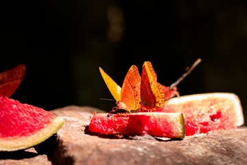 Cirrochroa tyche rotundata Butler.Close up view and low light of The Common Yeoman butterfly is sucking nectar and nutrients from watermelon pieces. Which are obtained from tourists who come to visit.