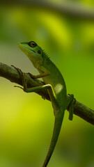 Green crested lizard