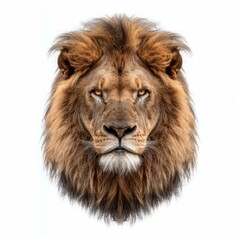 Fototapeta premium Portrait of a male lion showing its majestic mane and intense stare