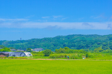 Obraz premium サイクリストと田園風景