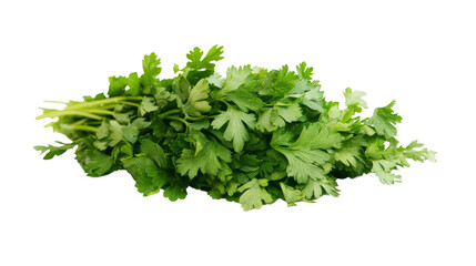 Obraz premium Fresh cilantro with vibrant green leaves, showcasing its aromatic and culinary qualities.
