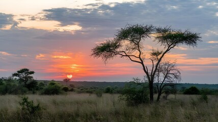 Obraz premium holiday landscape sun setting a forest view